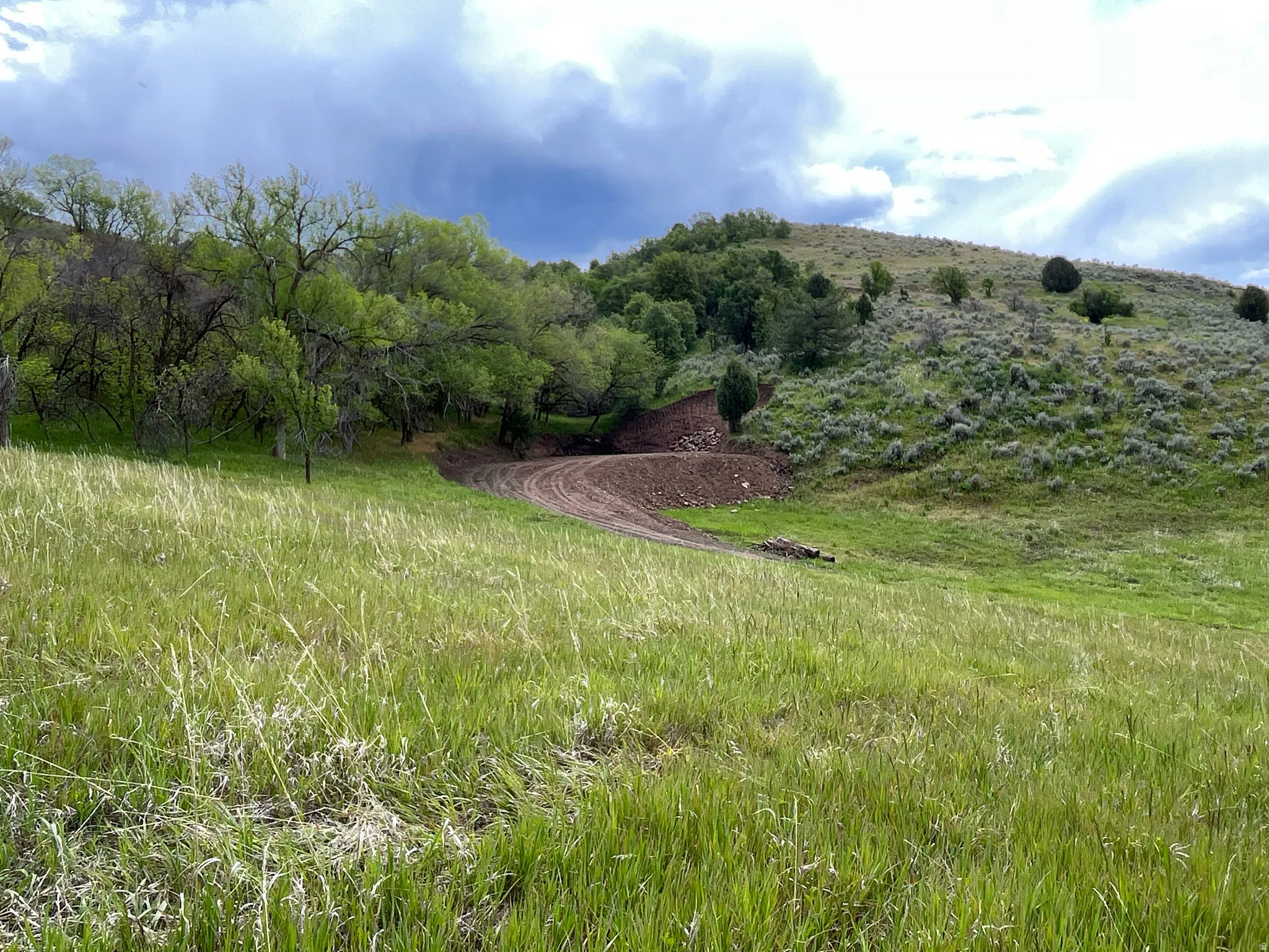 Expansive terrain featuring varied topography, including a gentle grassy slope, mature green deciduous trees, and lower shrubs