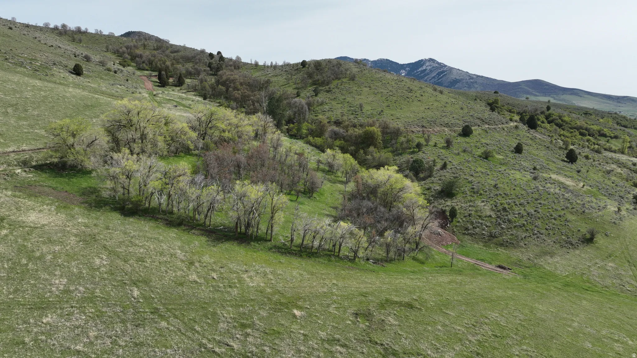 Expansive green hillside with a cluster of deciduous trees