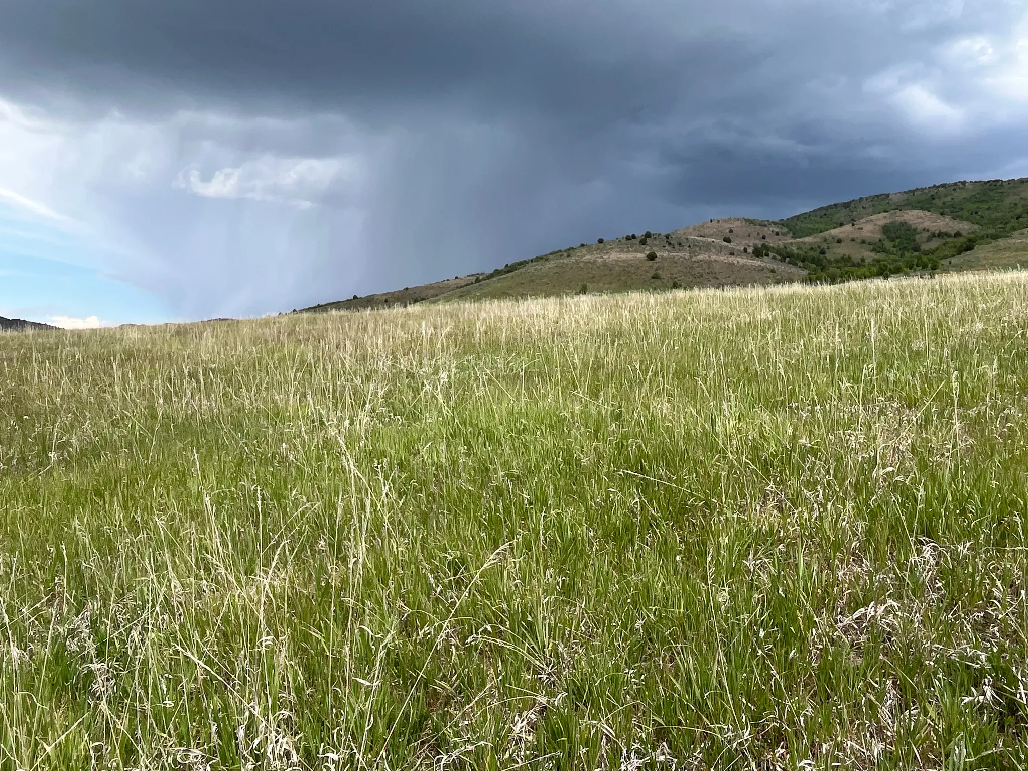 Expansive grassy terrain with varied green and golden hues