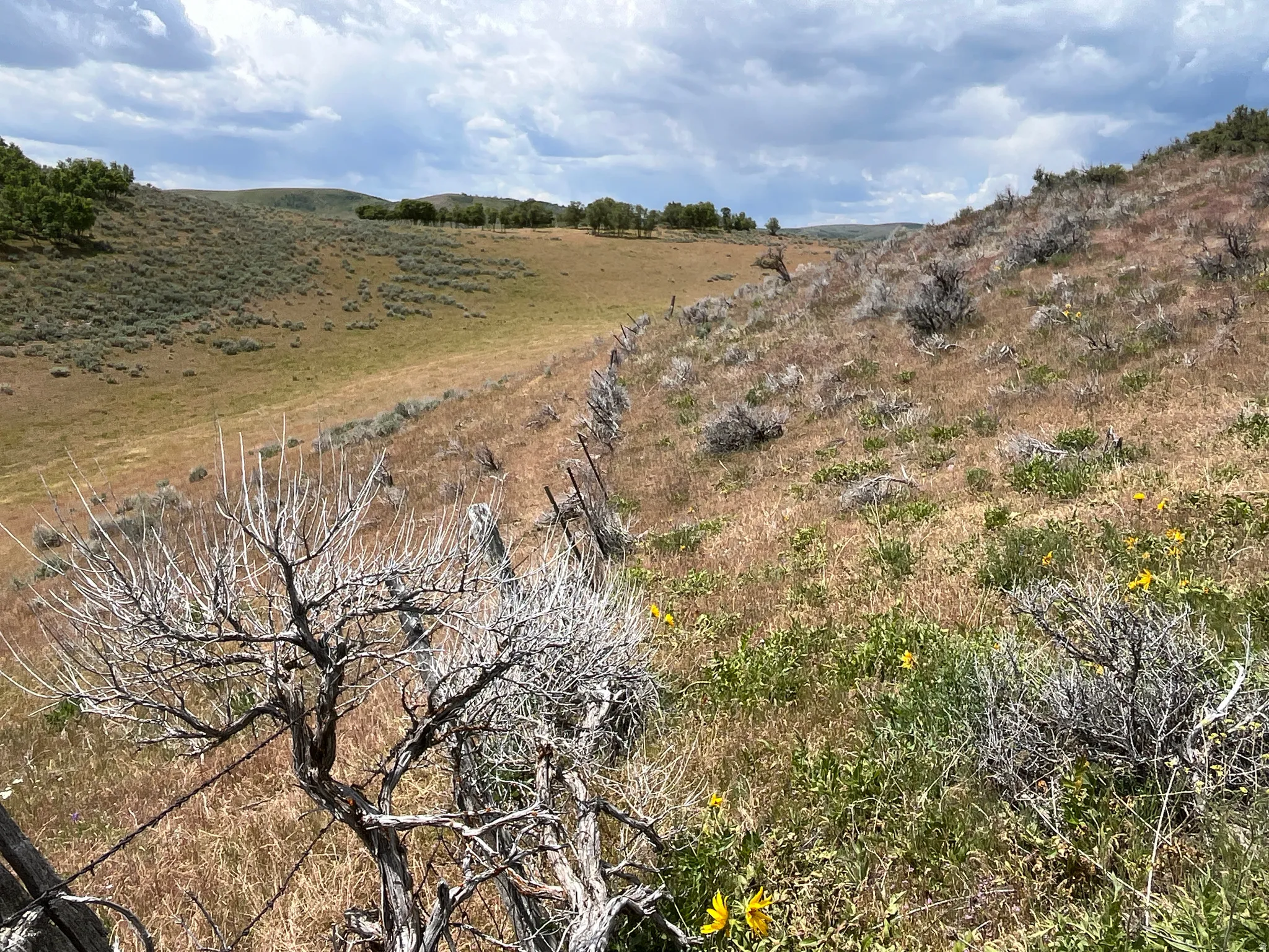 Expansive rural landscape featuring rolling hills, varied natural vegetation, a wire fence line, and distant treelines