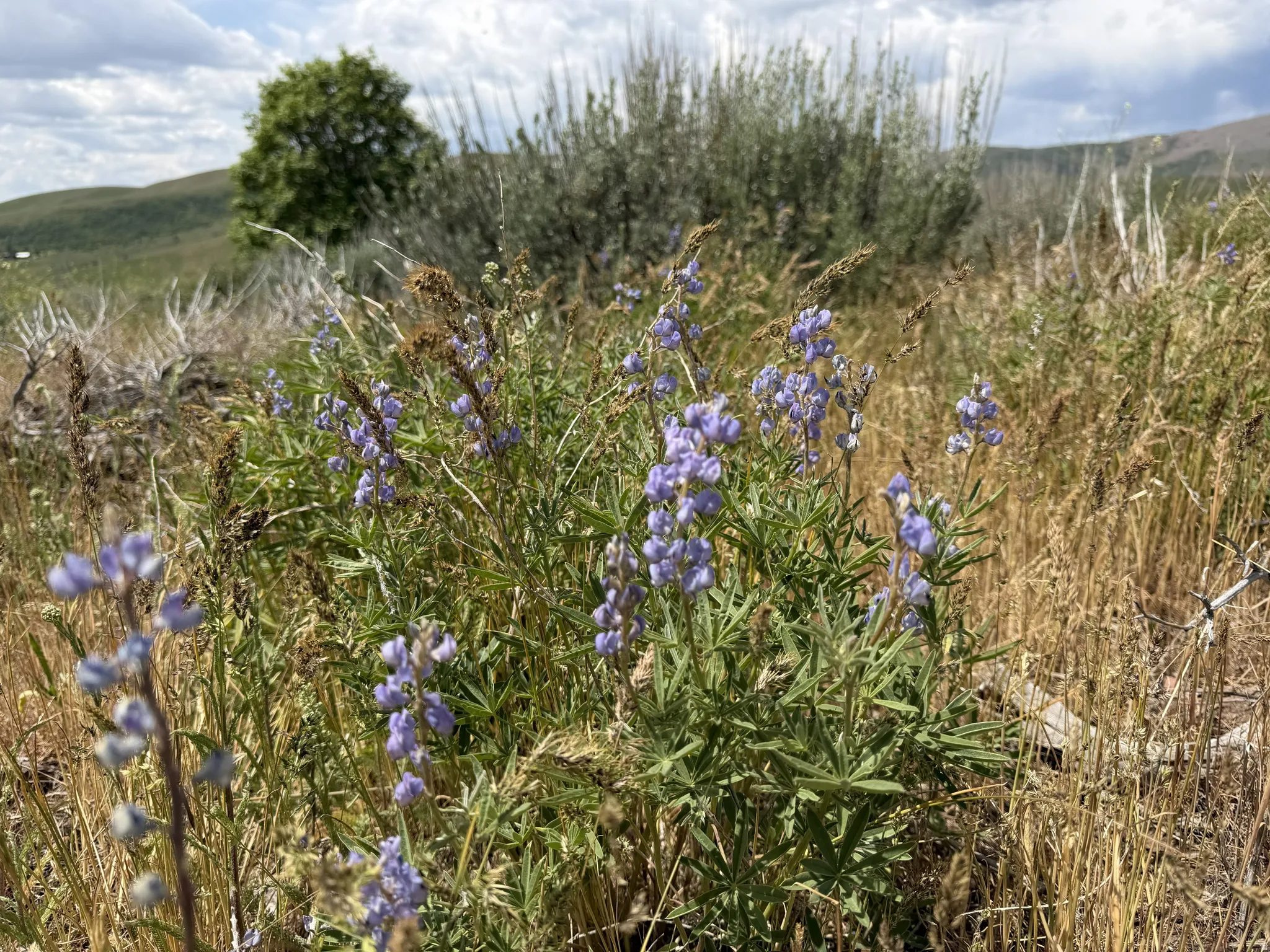 Natural landscape featuring purple flowering plants, varied grasses, distant green hills, and a clear sky with clouds