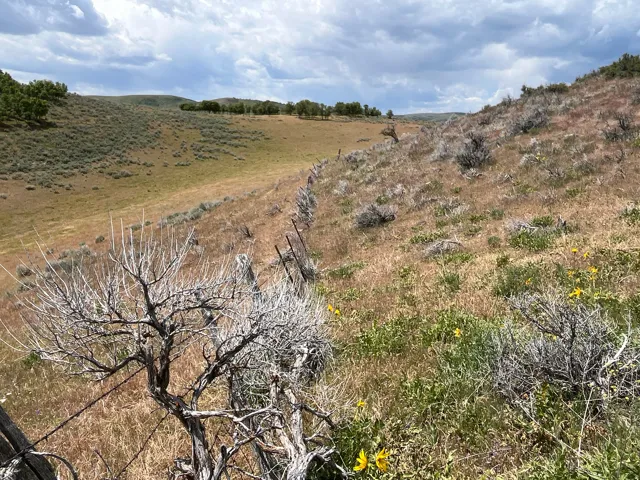 Expansive rural landscape featuring rolling hills, varied natural vegetation, a wire fence line, and distant treelines