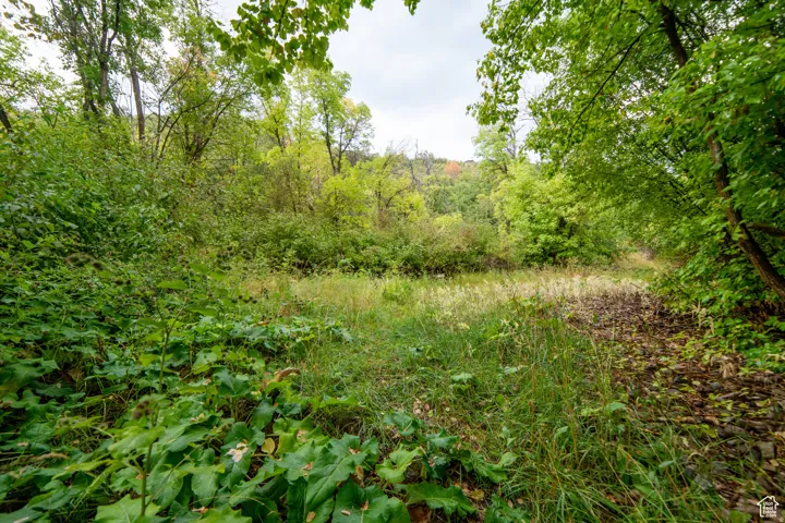 Wooded property featuring dense foliage and a variety of mature trees