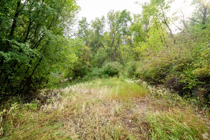Open land parcel featuring a natural landscape with mature trees and varied foliage