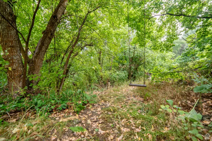 Wooded natural landscape featuring mature trees with lush green foliage
