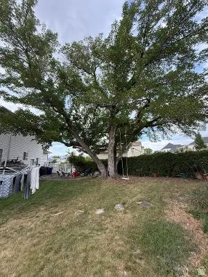 Mature shade tree providing extensive canopy
