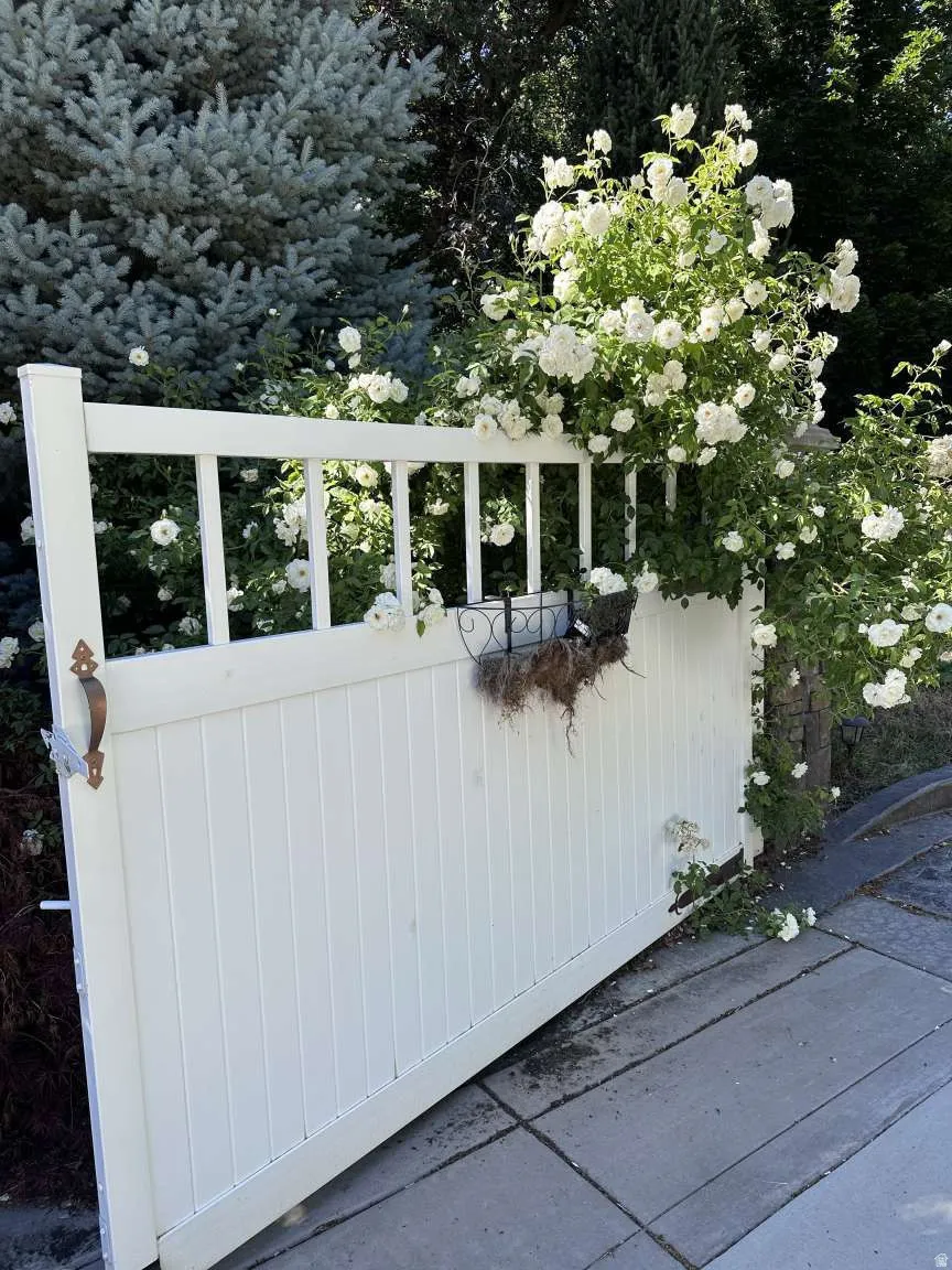 White picket fence gate with an ornate handle, surrounded by abundant white flowering shrubs