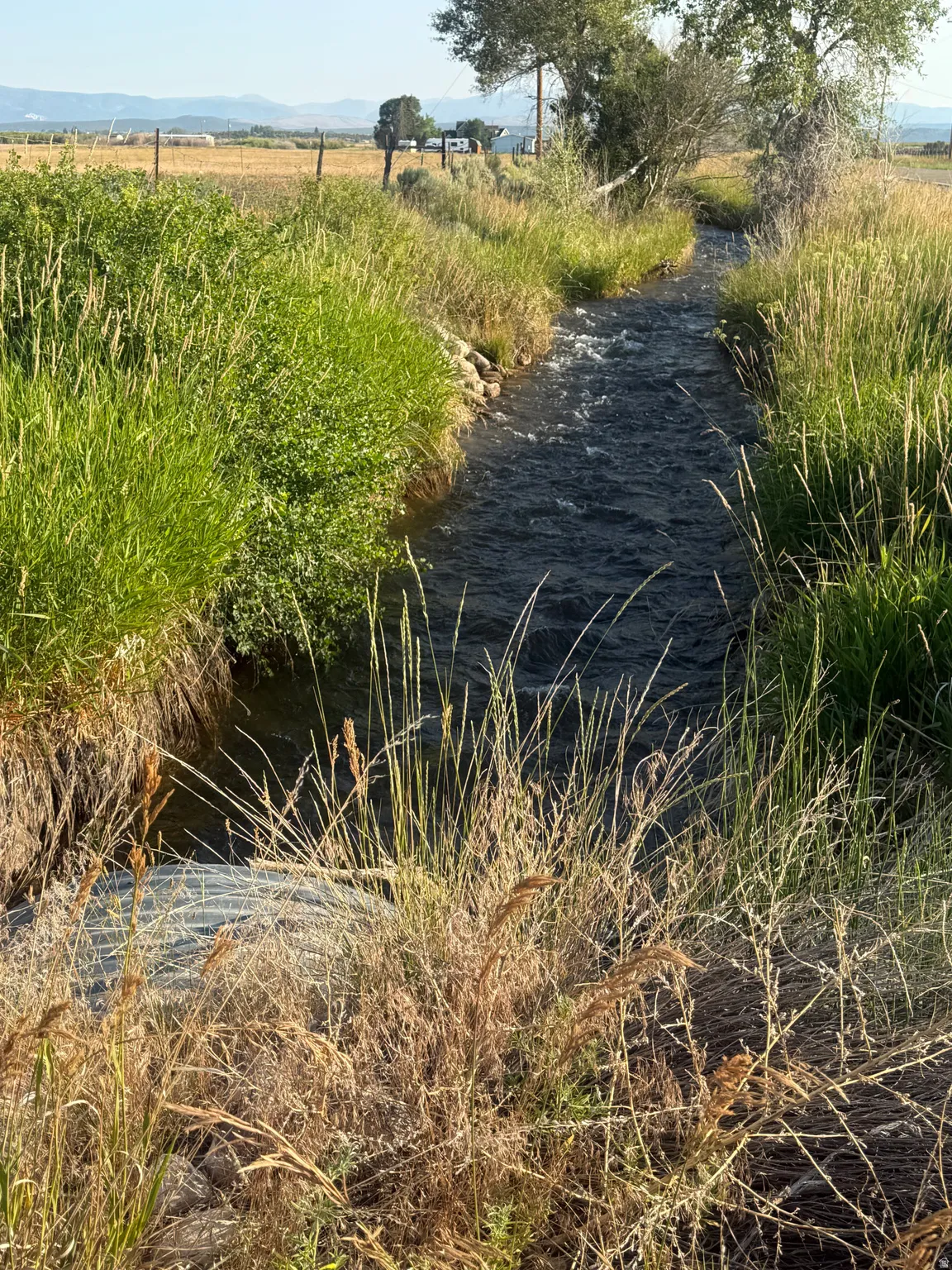 Natural stream featuring flowing water and surrounding green and golden grasses