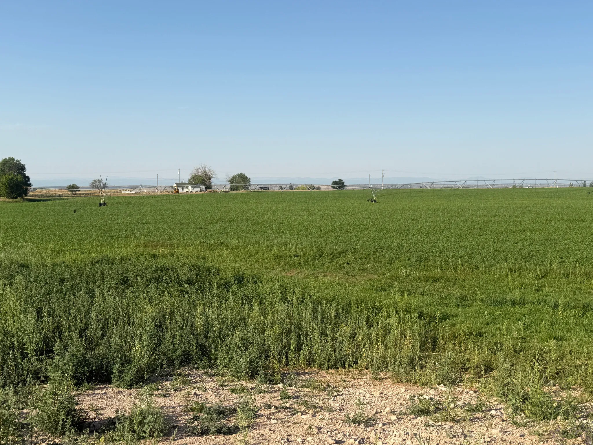 Expansive green field with visible irrigation equipment