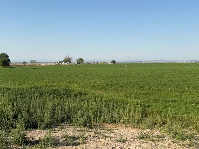 Expansive green field with visible irrigation equipment