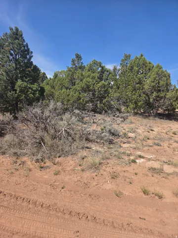 Lots of mature pinion pine trees throughout the property