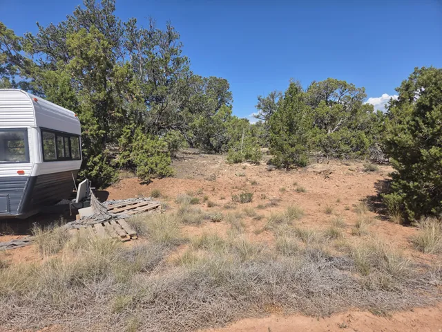 Lots of mature pinion pine trees throughout the property