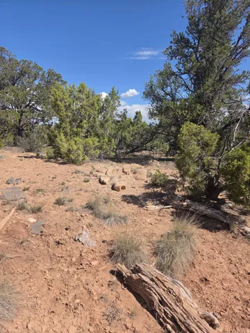 Lots of mature pinion pine trees throughout the property