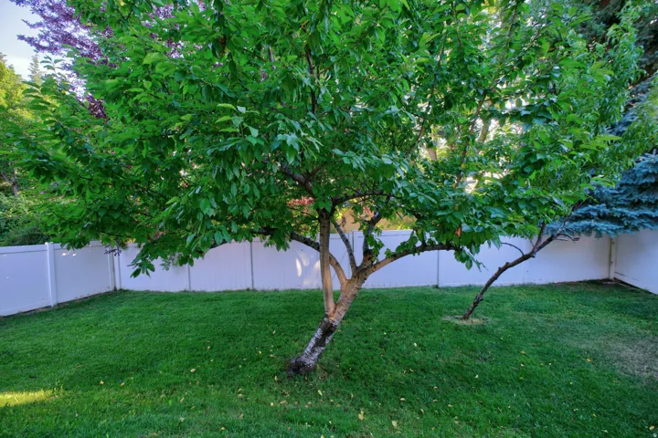 Expansive lawn area featuring a mature deciduous tree and a partial smaller tree