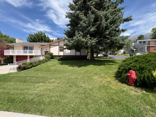 Spacious front lawn with mature evergreen tree