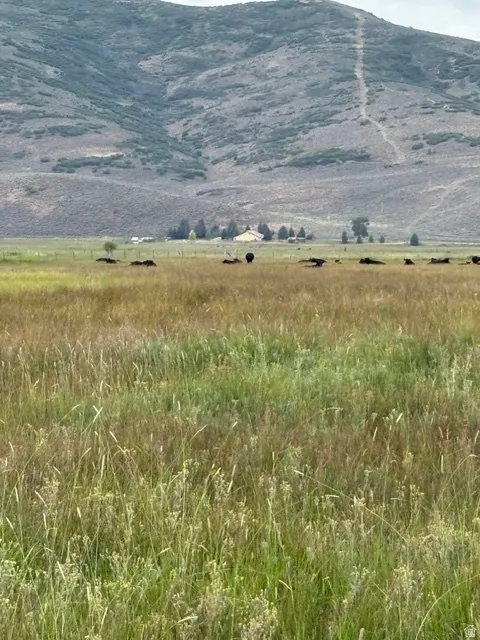 Expansive grassy field with a distant mountain backdrop