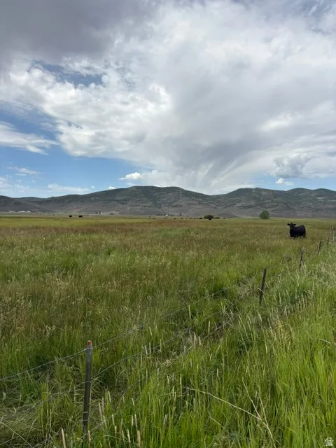 Expansive green field with natural grasses