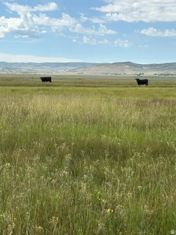 Expansive undeveloped land featuring natural grasses and distant mountain formations