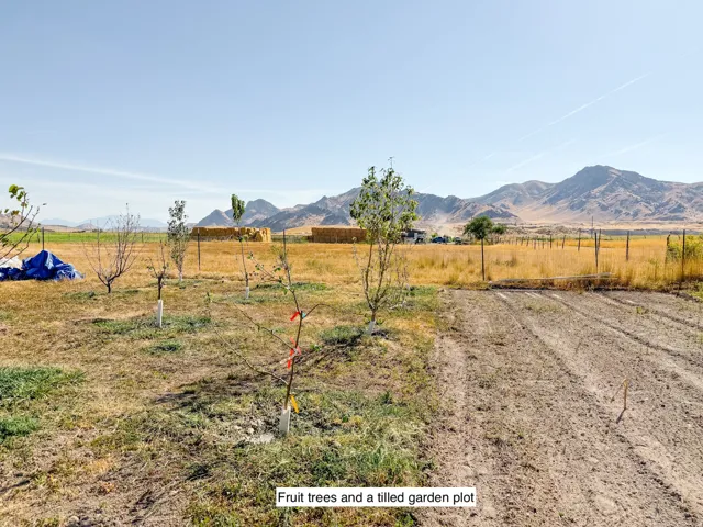 Cultivated garden plot with established young trees