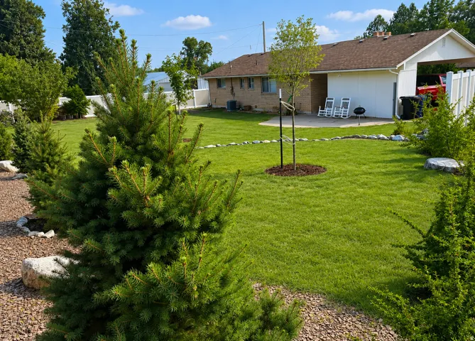 Expansive green lawn with established landscaping, including evergreen shrubs and a young tree