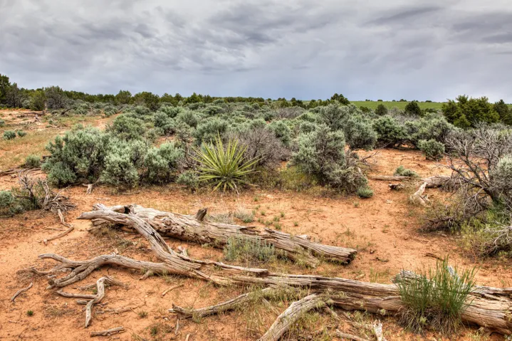 Expansive natural landscape featuring desert flora and dry wood elements
