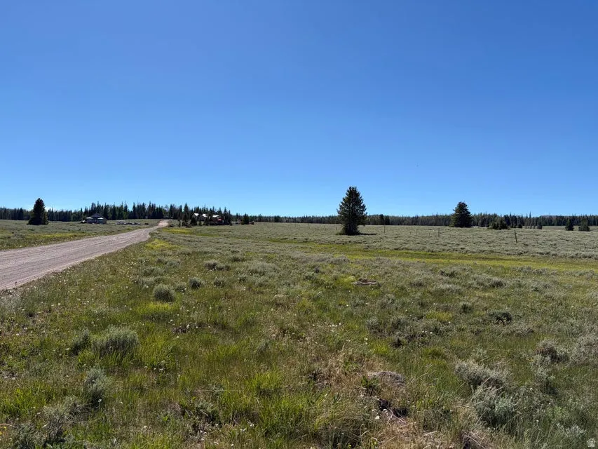 Expansive rural landscape featuring a gravel road, open fields, scattered mature evergreen trees, and distant structures