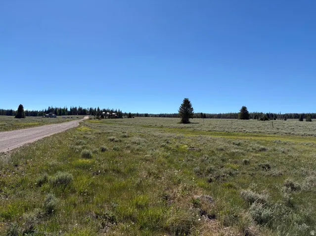 Expansive rural landscape featuring a gravel road, open fields, scattered mature evergreen trees, and distant structures