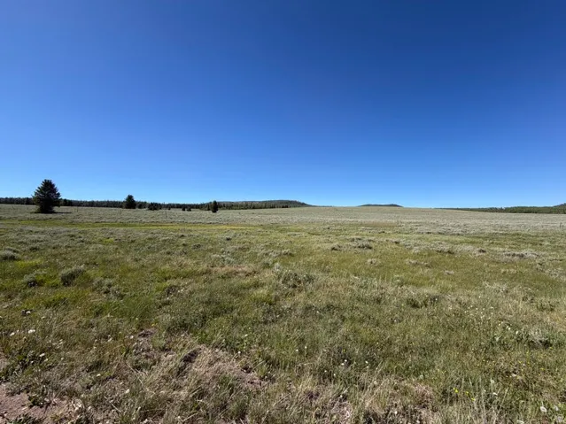 Expansive open field with natural grass and scattered low-lying vegetation