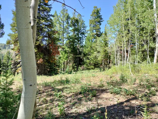 Wooded lot featuring a varied terrain with sparse ground cover