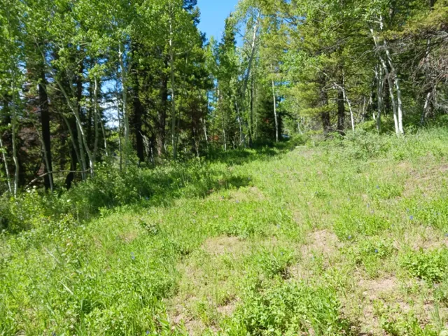 Wooded lot featuring a sloping grassy terrain and mature deciduous and evergreen trees