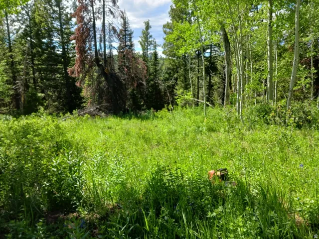 Lush green meadow bordered by mature coniferous and deciduous trees, including vibrant aspens