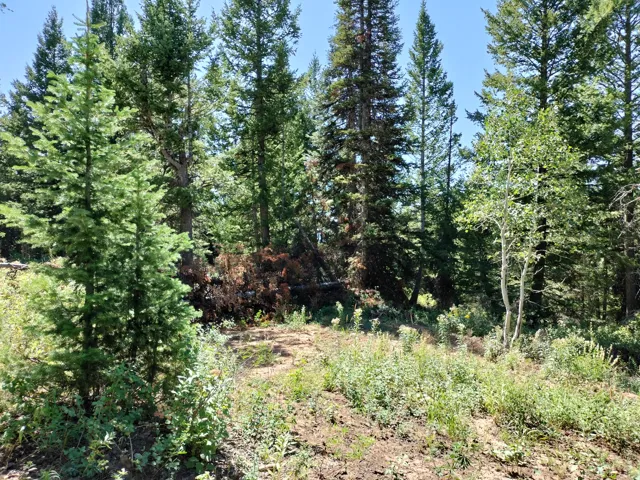 Wooded lot featuring mature evergreen and deciduous trees, natural ground cover, and a clear sky