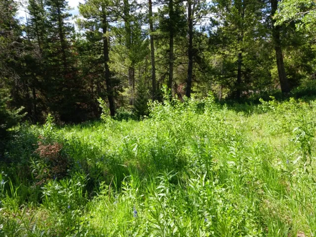 Open terrain featuring mature evergreen trees and abundant natural greenery