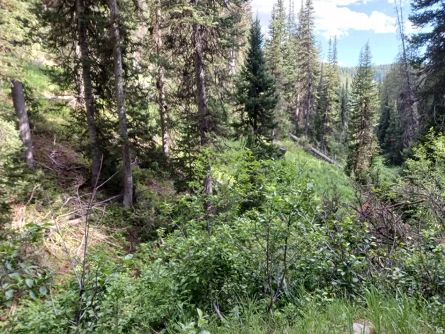 Dense natural foliage with mature evergreen trees and varied undergrowth