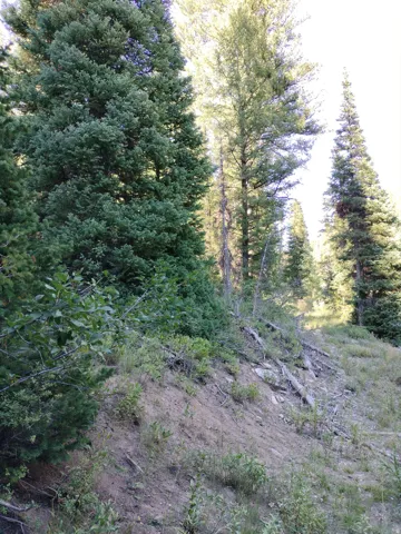 Mature evergreen trees and natural foliage define this sloped, undeveloped terrain