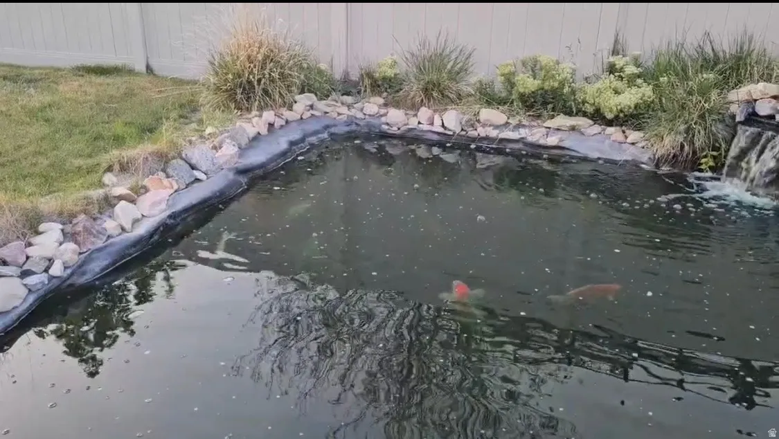 Backyard pond featuring a rock-lined edge, integrated waterfall, and surrounding landscaping with mature grasses