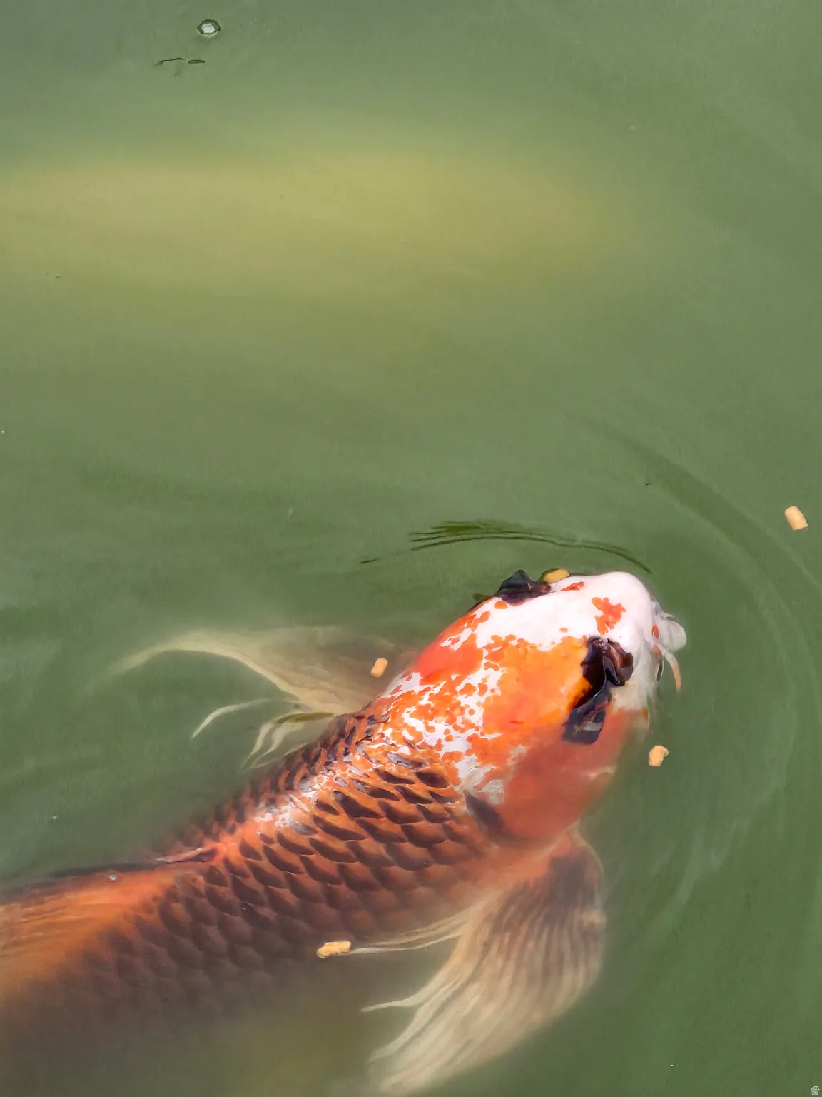 Koi fish
