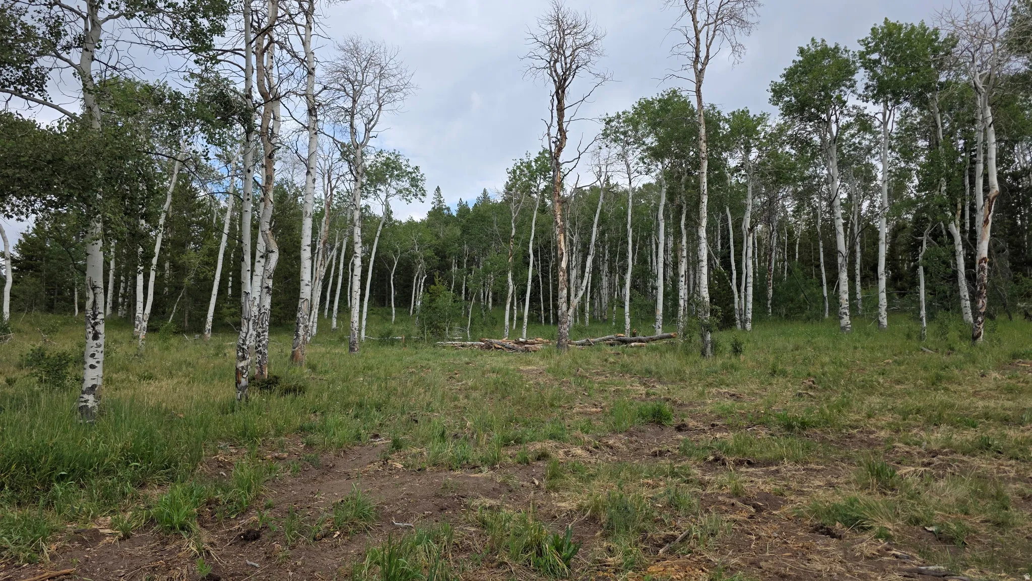 Wooded property featuring a mix of mature deciduous and coniferous trees, with a grassy clearing