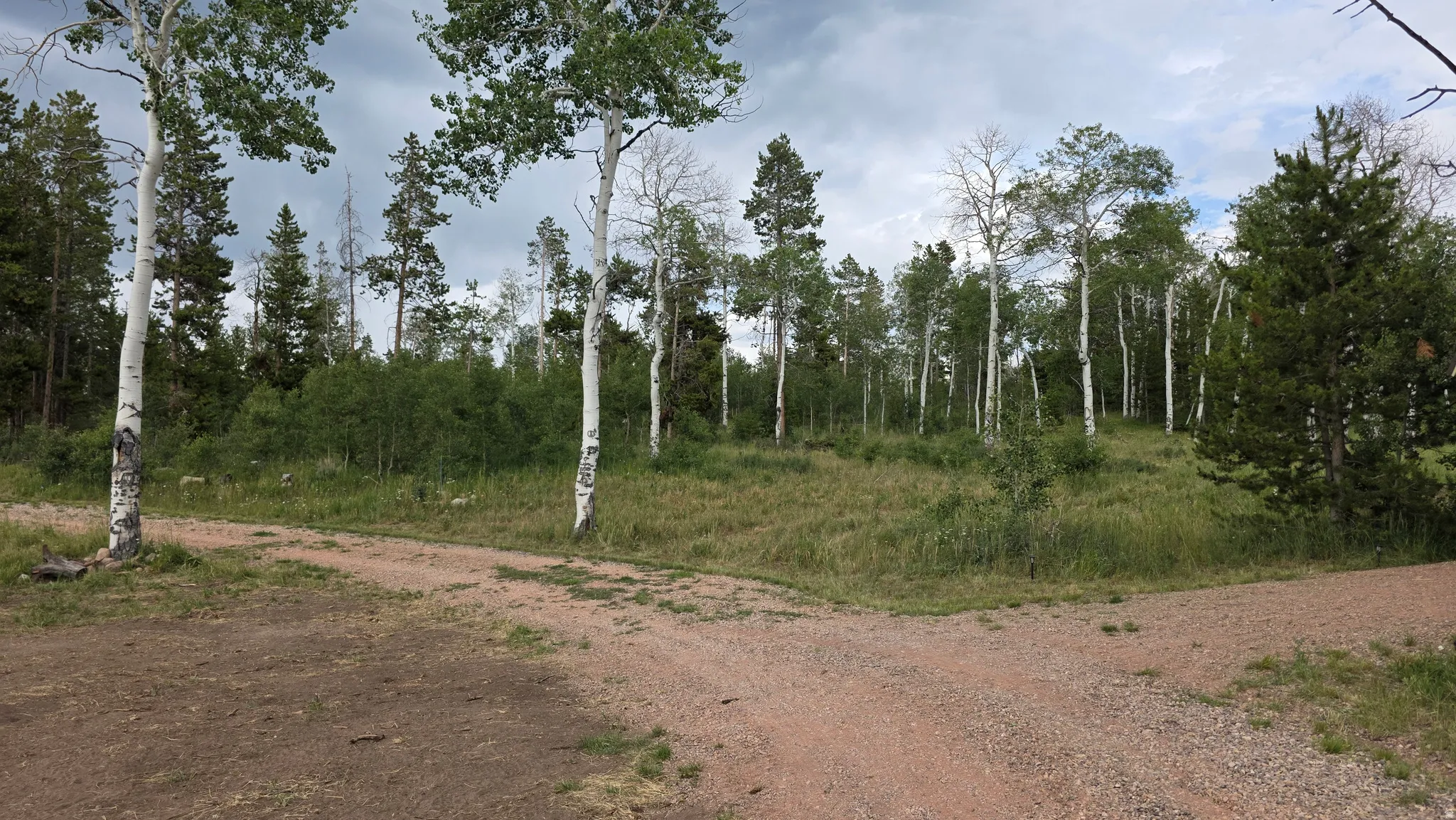 Expansive natural landscape with mature trees and a gravel path