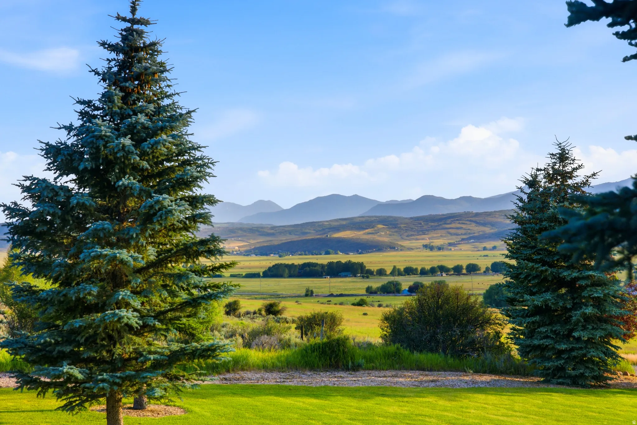 Expansive green lawn framed by mature evergreen trees