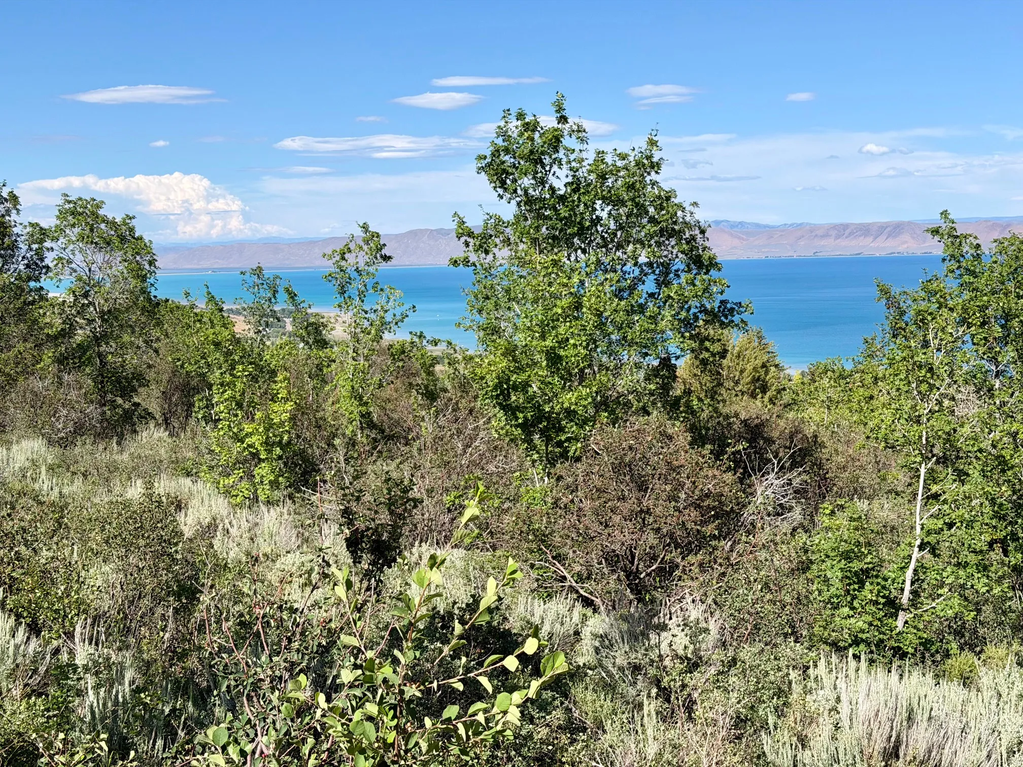 Expansive natural landscape with varied foliage and distant water