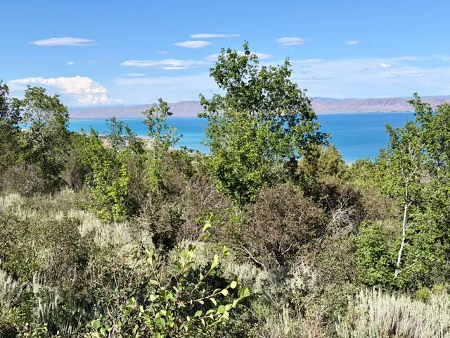 Expansive natural landscape with varied foliage and distant water