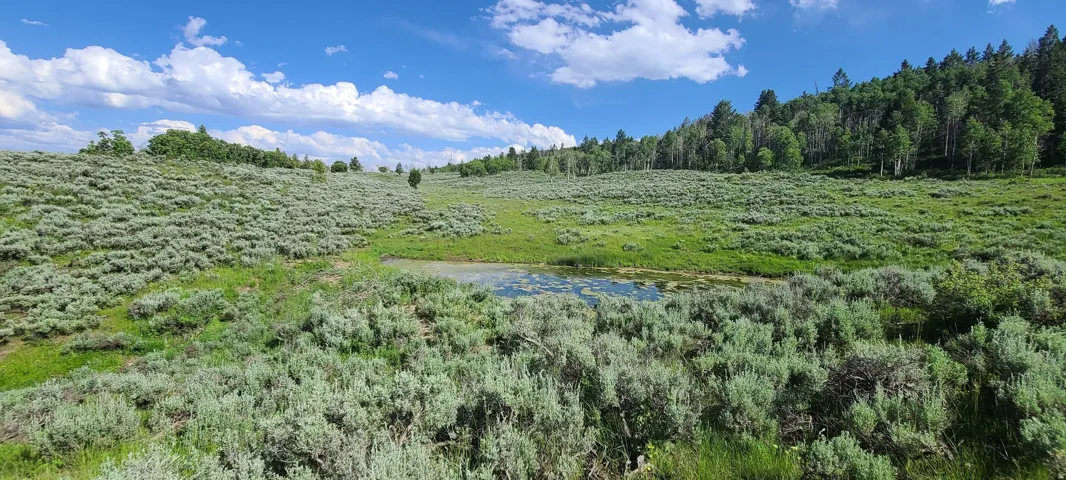 View of Spring pond facing East.