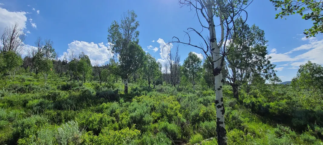 Northeast corner inside Quaking Aspens