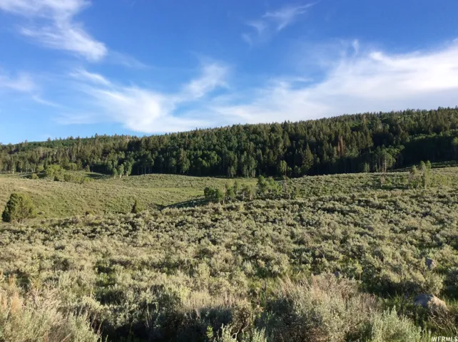 Facing Pine and Quaking Aspend Views