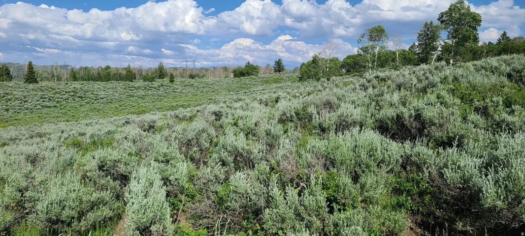 Expansive natural landscape featuring varied green foliage across rolling terrain