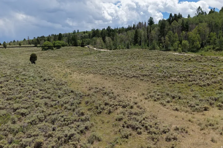 View of Quakies and Pines