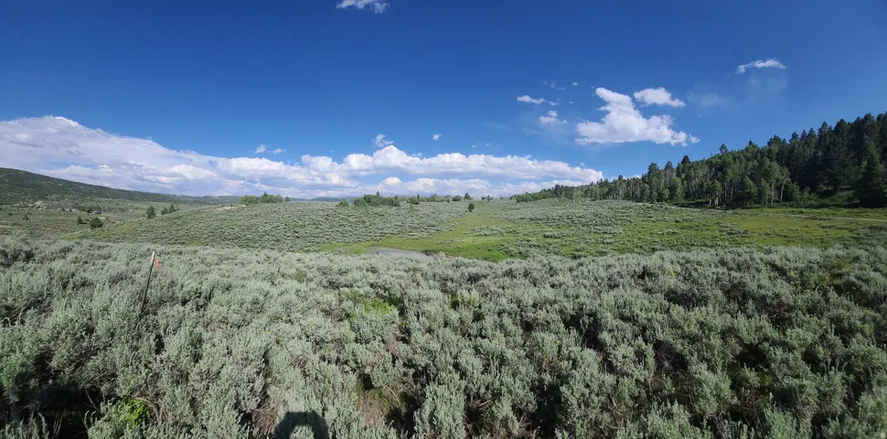 Western property line facing east