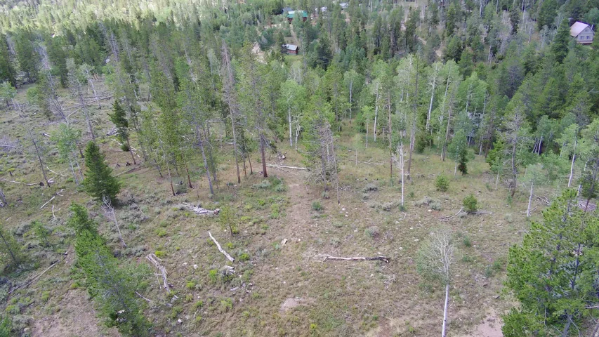 Wooded landscape featuring a mix of evergreen and deciduous trees