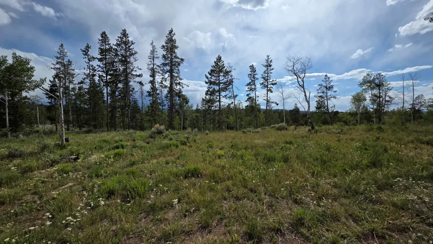 Expansive natural landscape featuring a mix of mature pine and deciduous trees, with a large, open grassy clearing in the foreground
